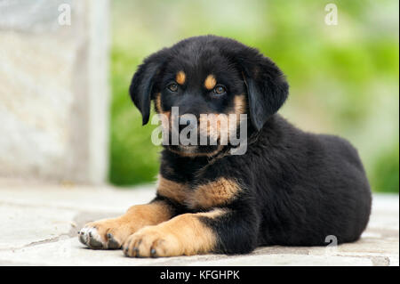 Close up of a Rottweiler puppy lying down outdoors Stock Photo