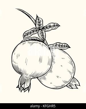 Pomegranate hand drawn illustration. Vector isolated on beige Stock Vector