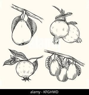 Pear and pomegranate currant, branches, leaves isolated on white background. Hand drawing. Vintage. Black and white. Vector. Stock Vector