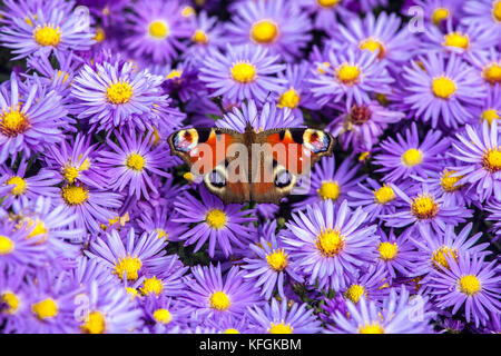 Peacock butterfly on flower Inachis io sitting on Aster dumosus October flowers Autumnal Asters butterfly autumn Stock Photo