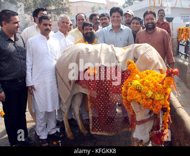 Jammu, India. 28th Oct, 2017. Locals worshiping cow on Gopalashtmi festival in Jammu. Credit: Shilpa Thakur/Pacific Press/Alamy Live News Stock Photo