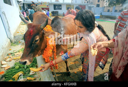 Jammu, India. 28th Oct, 2017. Locals worshiping cow on Gopalashtmi festival in Jammu. Credit: Shilpa Thakur/Pacific Press/Alamy Live News Stock Photo