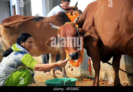 Jammu, India. 28th Oct, 2017. Locals worshiping cow on Gopalashtmi festival in Jammu. Credit: Shilpa Thakur/Pacific Press/Alamy Live News Stock Photo