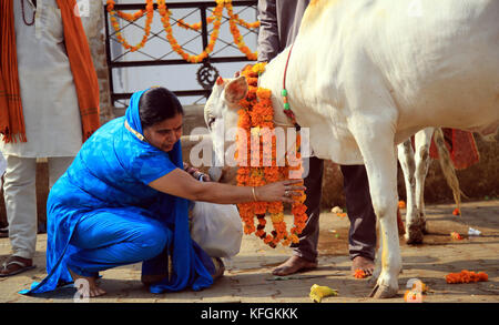 Jammu, India. 28th Oct, 2017. Locals worshiping cow on Gopalashtmi festival in Jammu. Credit: Shilpa Thakur/Pacific Press/Alamy Live News Stock Photo