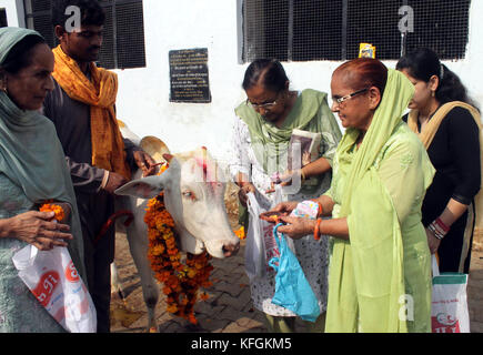 Jammu, India. 28th Oct, 2017. Locals worshiping cow on Gopalashtmi festival in Jammu. Credit: Shilpa Thakur/Pacific Press/Alamy Live News Stock Photo