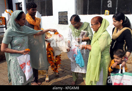 Jammu, India. 28th Oct, 2017. Locals worshiping cow on Gopalashtmi festival in Jammu. Credit: Shilpa Thakur/Pacific Press/Alamy Live News Stock Photo