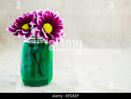 bright purple and yellow argyranthemum flowers in a small mason jar filled with green colored water isolated on a tan cloth background with copy space Stock Photo