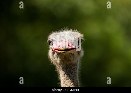 close up ostrich head against green blur background Stock Photo