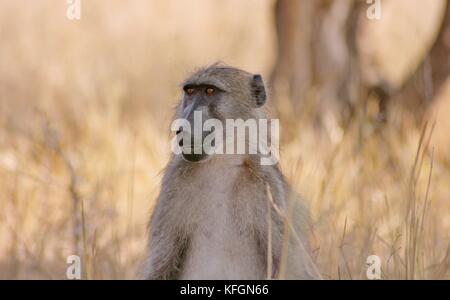 Chacma Baboon (Papio ursinus) sitting at the side of the road near Tshokwane in the Kruger National Park, South Africa Stock Photo