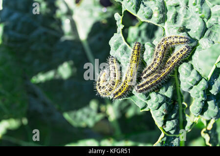 Caterpillars attacks kale  Stock Photo