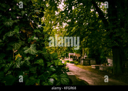 Ivy in the middle of the cemetery. Stock Photo