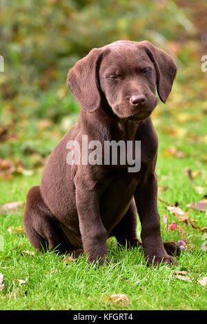 Springer 2024 lab puppies