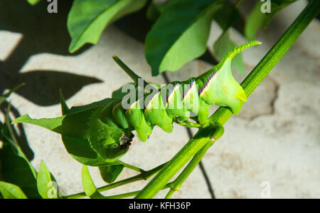 Rustic Sphinx Moth caterpillar Stock Photo