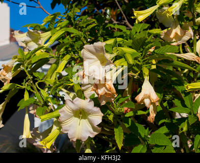 Large pure white trumpet flowers of Datura a genus of nine species of poisonous vespertine flowering plants in family Solanaceae,  Angel's Trumpet. Stock Photo