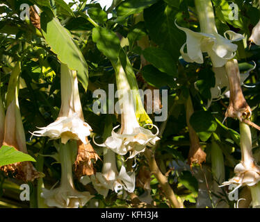 Large pure white trumpet flowers of Datura a genus of nine species of poisonous vespertine flowering plants in family Solanaceae,  Angel's Trumpet. Stock Photo