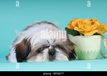 Shih tzu puppy lying with sad face down and looking at camera Stock Photo