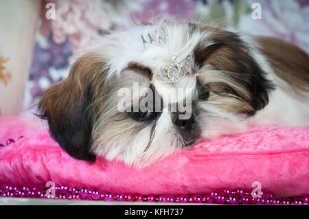 Shih tzu puppy lying with sad face down and looking at camera Stock Photo