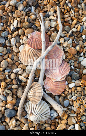 Scallop shells and driftwood on shingle beach Stock Photo