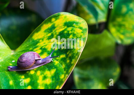 A little snail crawls on the big leaf Stock Photo