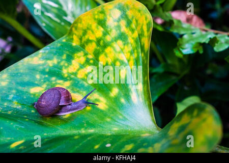 A little snail crawls on the big leaf. Stock Photo