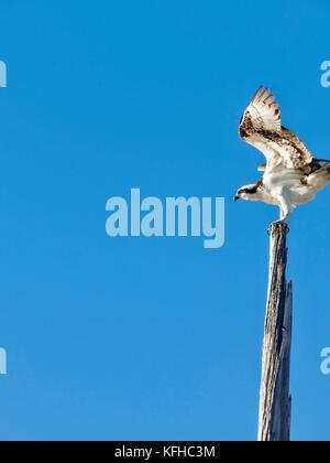 Osprey, with wings spread wide, perched on weathered utility pole. Cedar Key, Florida, USA. Stock Photo