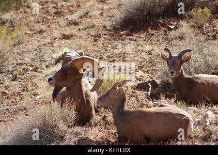 Big Horn Sheep In Colorado Stock Photo