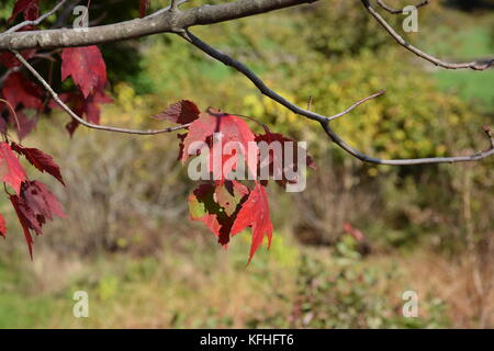 Sights around the Arnold Arboretum at Harvard University Stock Photo