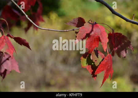 Sights around the Arnold Arboretum at Harvard University Stock Photo