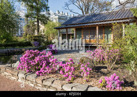 ST. PETERSBURG, RUSSIA - MAY 11, 2015: Flowering rhododendrons in the St. Petersburg Botanical garden. Fragment of the Japanese garden. Stock Photo