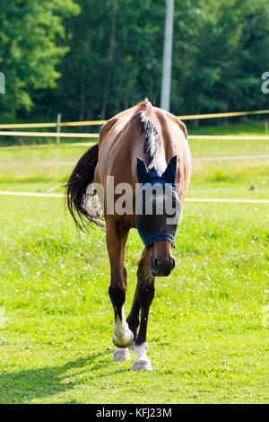 Beautiful brown horse running in pasture. Stock Photo