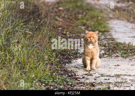 Beautiful graceful red cat with yellow eyes sitting on yellow leaves in autumn. Copy space.