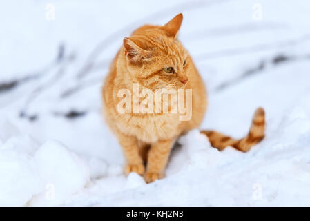 Yellow stray cat on snow in winter. Stock Photo