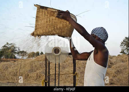 A day labourer is winnowing rice ( Odisha state, India) Stock Photo