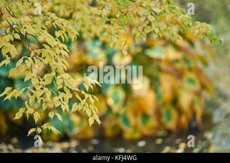 Yellow autumn eaves on the twig hanging over the water covered with fallen leaves on the soft blurred background of colorful autumn leaves Stock Photo