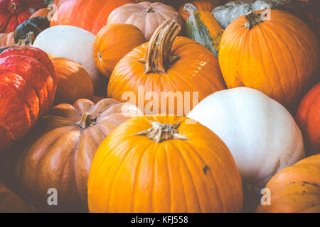 Halloween pumpkins on a Tennessee pumpkin farm.