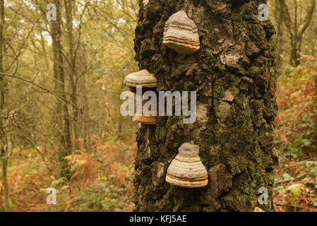 Bracket fungi on a moss covered Silver Birch tree in golden morning light Stock Photo