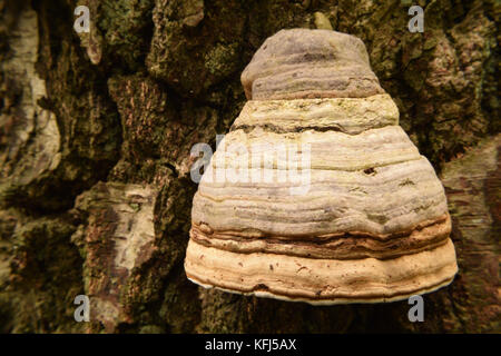 Bracket fungi on a moss covered Silver Birch tree in golden morning light Stock Photo