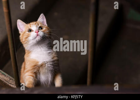 A stray cat in the stairwell Stock Photo