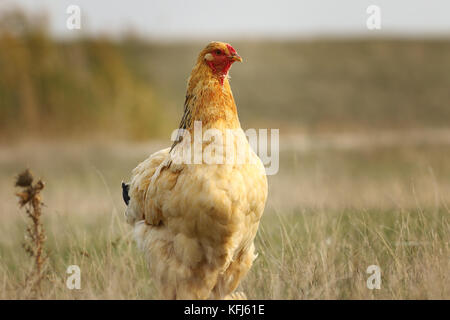 domestic hen in the field near the bio farm Stock Photo