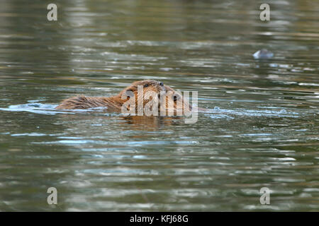 Two baby beavers 'Castor canadenis';  playing in the water of thier beaver pond near Hinton Alberta Canada Stock Photo