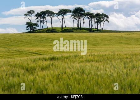 Copse of trees, Poolton, Dalcross, Scotland, United Kingdom Stock Photo