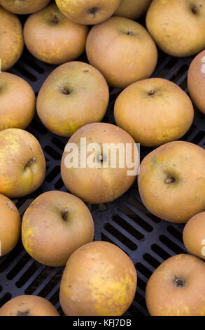 Malus domestica 'Golden Knob'. Harvested apples. Stock Photo