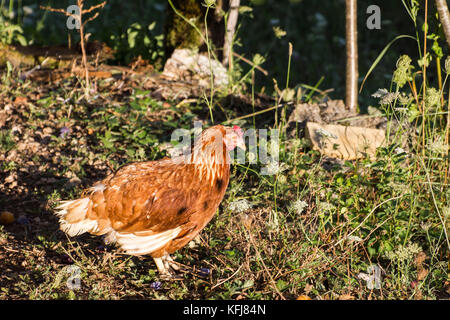 Croatian Free Range Red Hen outside in wild grass Stock Photo