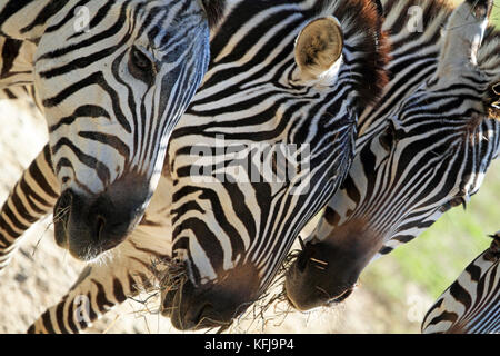 Grant's Zebra, Cape May County Park and Zoo, New Jersey, USA Stock Photo