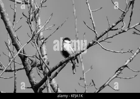 Kohlmeise auf einer Birke im Winter Stock Photo