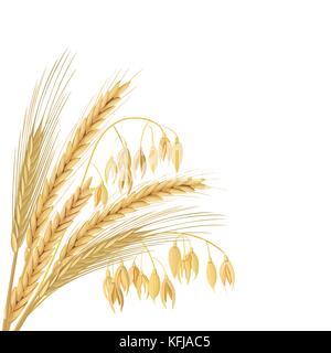 Four cereals grains with ears, sheaf. Wheat, barley, oat and rye set. Stock Vector