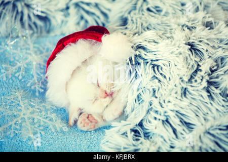 Sleeping little kitten wearing Santa Claus hat. Kitten lays on a fluffy blanket Stock Photo