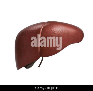 Realistic anatomical model of healthy human liver with gallbladder ...