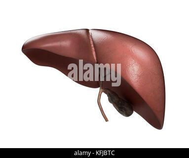 Realistic anatomical model of healthy human liver with gallbladder ...