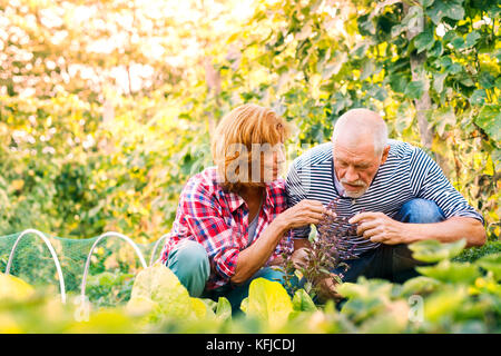 Senior couple gardening in the backyard garden. Stock Photo